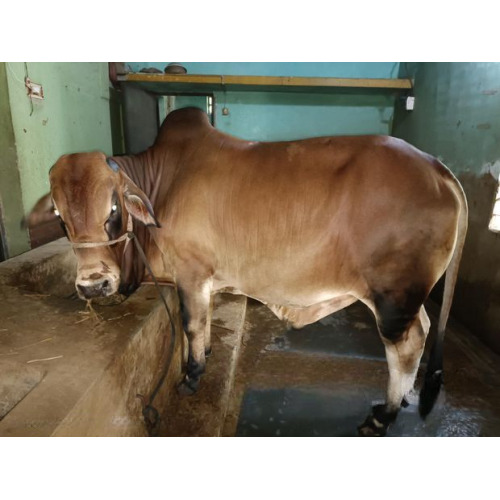 Deshal Breed Cow