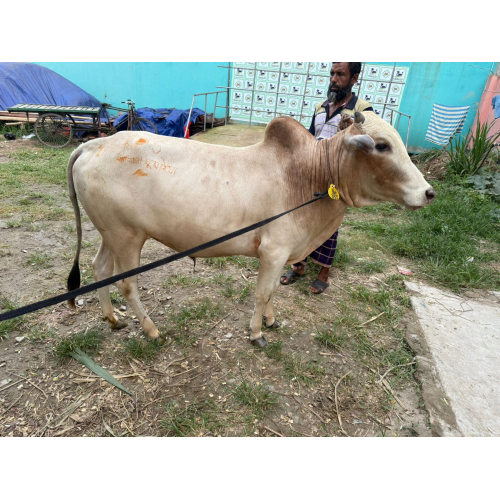 Desi Cow 230Kg