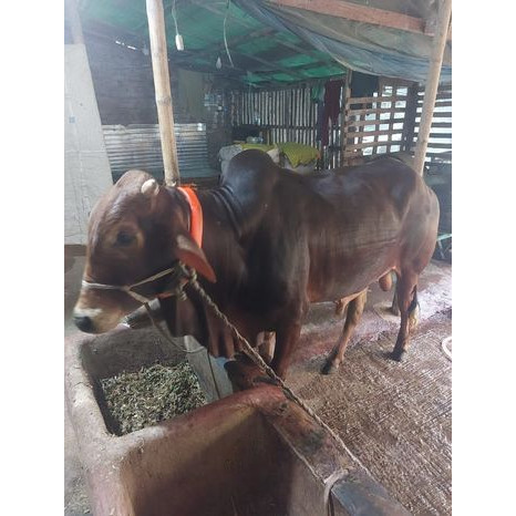 Deshi Cow 430Kg