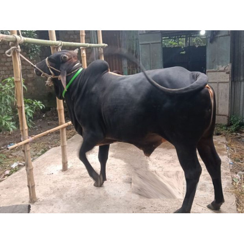 420Kg Bull for Eid-Ul-Adha Qurbani