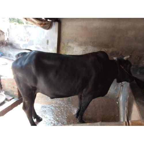 Pure Desi Cow 120Kg