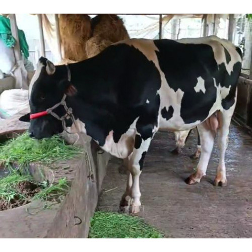 Holstein Friesian Bull 750Kg for Qurbani