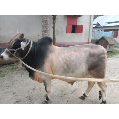 Desi Breed Large Bull 320Kg