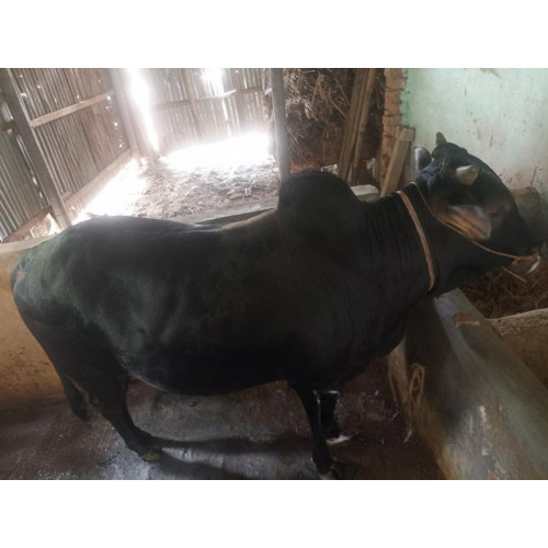 Deshal Breed Bull 180Kg