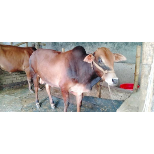 Desi Breed Cow 80Kg