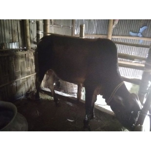 Desi Breed Cow 90Kg