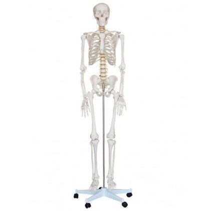 XC-101 PVC 180cm Tall Skeleton