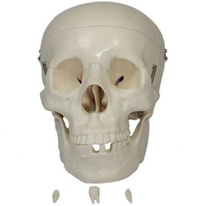 XC-104 PVC Life-Size Skull