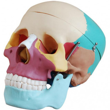XC-104C PVC Life-Size Skull with Colored Bones