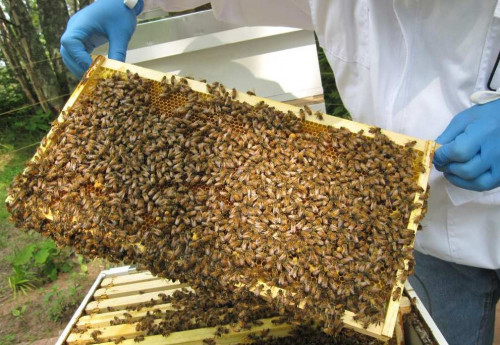 Natural Black Seed Honey