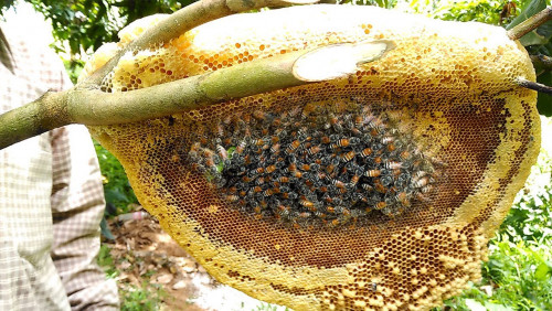 Natural Mixed Flower Honey