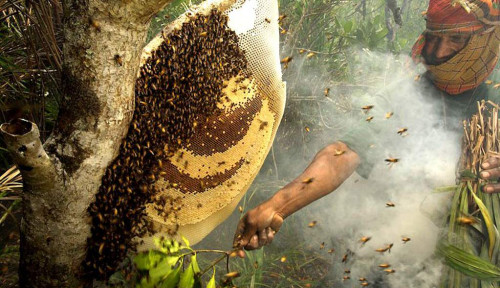 Sundarbans 100% Pure Natural Honey